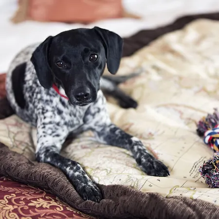 فندق Corinthia Palace Malta أتارد