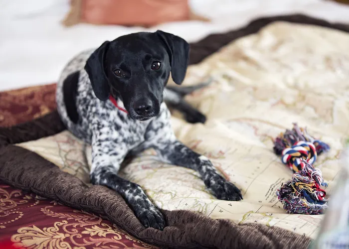 Hotel Corinthia Palace Malta Attard